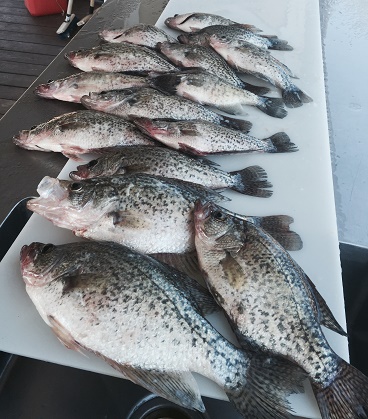 Crappie Table